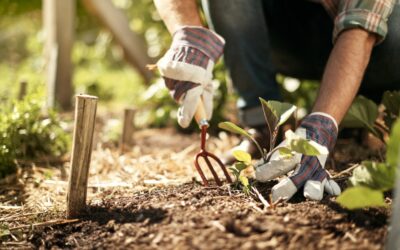 Auxiliar de jardinería, manejo de vivero y huerta orgánica