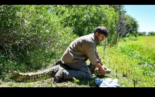 Biodiversidad: Provincia regresó un Yacaré overo a su hábitat natural